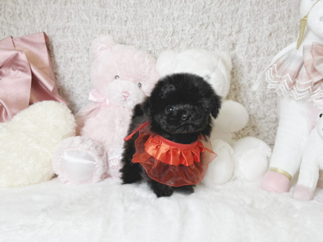 ティーカッププードル　マイクロティーカッププードル　ブラック　極小プードル