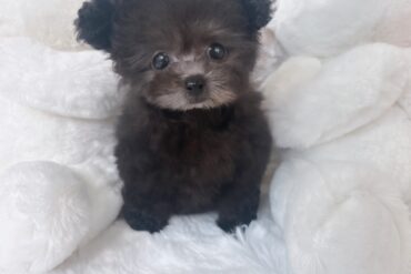 激かわ注意！！極小ヨーキーの女の子＊4609