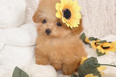 まておすわりおトイレ完璧！レッドの女の子＊1573