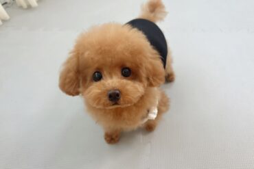 とってもベビーフェイスな優しいオレンジフォーン の女の子＊4633