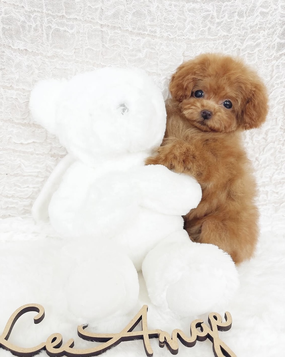 まておすわりおトイレ完璧！レッドの女の子＊1573 – トイプードル