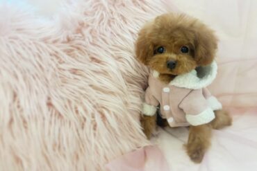 爆毛で大きなくりくりお目目♡ショートバック！濃いカラーのお耳が可愛いクリームの女の子＊4608