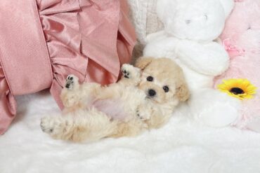 マイクロサイズ予想！！ドワーフ体型のシルバーの女の子