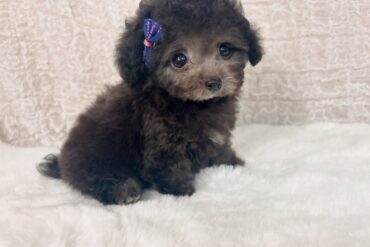 ミルクティーカラー！！珍しいくすみカラーがとっても素敵な女の子＊1617