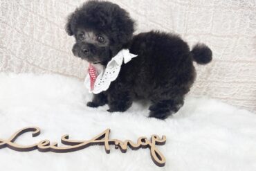 もっこもこで最高の毛ぶき！極小ミニマムなドワーフプラチナシルバーの女の子＊4610