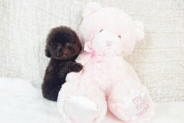 お耳のカラーが可愛すぎるクリーム～ホワイトの女の子＊4652