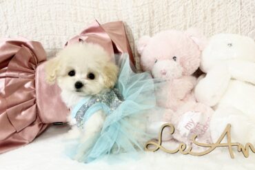 超ベビーフェイスな癒し系、オレンジフォーンの男の子＊