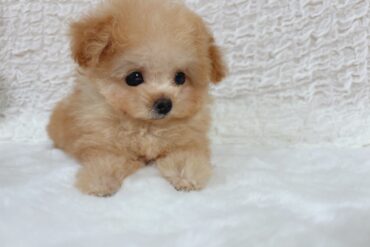 可愛いお顔のジェットブラックの女の子＊4594