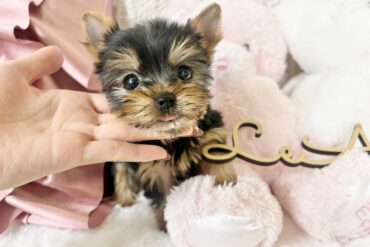 激かわ！！ビジュ最強のアプリコットの女の子＊1704