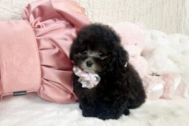 究極の垂れ目さん♡可愛すぎるオレンジフォーンの女の子＊