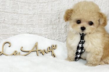 涙やけなし！大きなお目目がチャームポイント！お耳のカラーがかわいらしいクリーム～ホワイトの女の子＊4320