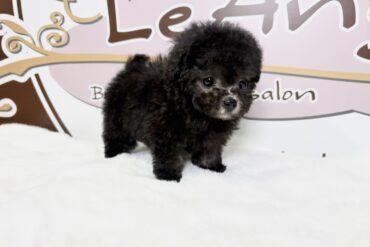 マイクロ予想！！可愛すぎる濃いめレッドの女の子＊4668