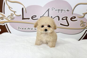 マイクロ予想！！可愛すぎる濃いめレッドの女の子＊4668