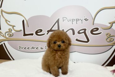 爆毛モコモコドワーフなクリームの女の子＊4670