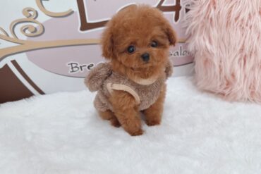 お耳のカラーが可愛すぎるクリーム～ホワイトの女の子＊4652