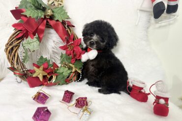 超ベビーフェイスな小さな小さなブラックの女の子＊4523