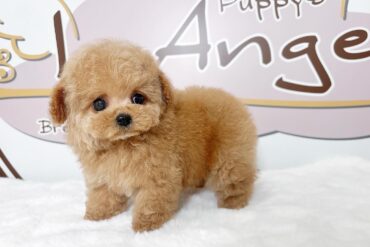 大きなくりくりお目目オレンジフォーン～ペールフォーンの女の子＊1745