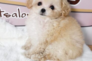 激レア！マイクロ予想✨のシルバー男の子＊1719