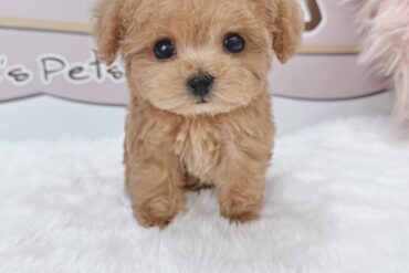 激かわ！！ビジュ最強のアプリコットの女の子＊1704