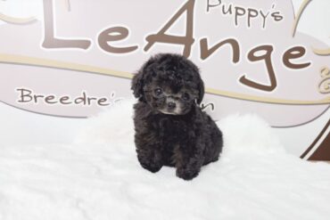 お耳のカラーが可愛い♡ペールフォーンの女の子＊1721