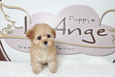 くすみカラーがとっても素敵でもこもこドワーフな女の子＊1746