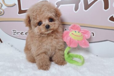 あざとさMAX♡レッドフォーンの女の子＊1778