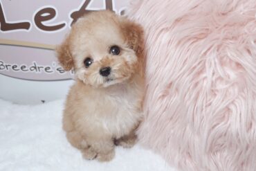 くすみカラーがとっても素敵でもこもこドワーフな女の子＊1746