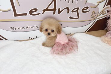 アイドル級の可愛さ♡大きなお目目の女の子＊1806