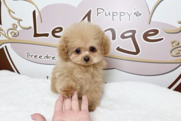 お耳のカラーが可愛い♡大きなお目目のペールフォーンの女の子＊1745