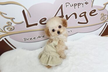 爆毛モコモコドワーフなクリームの女の子＊4670