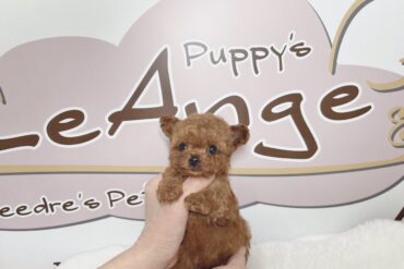 大きなお目目の垂れ目ちゃん♡タイニーサイズ予想の女の子＊1747