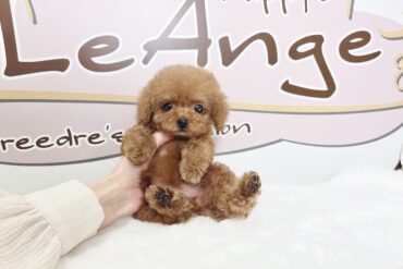 可愛いすぎるお顔♡オレンジフォーンの女の子＊1785