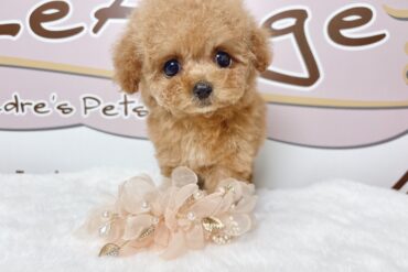 あざとさMAX♡レッドフォーンの女の子＊1778