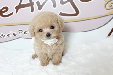 アイドル級の可愛さ♡大きなお目目の女の子＊1806