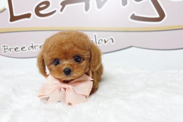 ミニミニ両親から生まれた珍しいミルクティーカラーの女の子＊1805